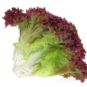 Lollo Rosso