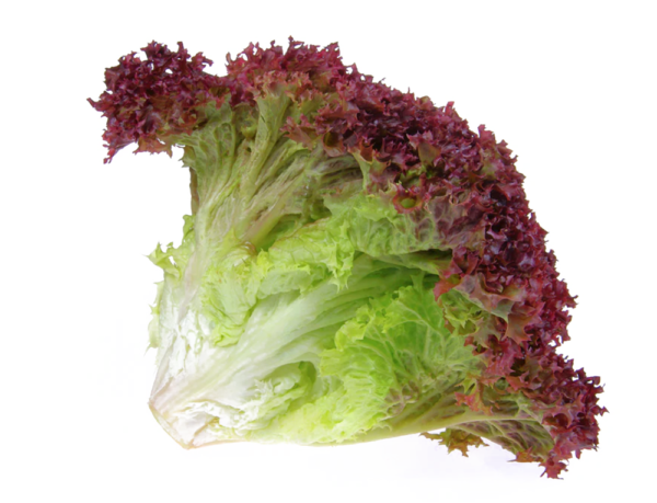 Lollo Rosso