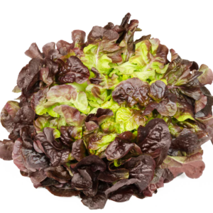 Tammelehtisalaatti