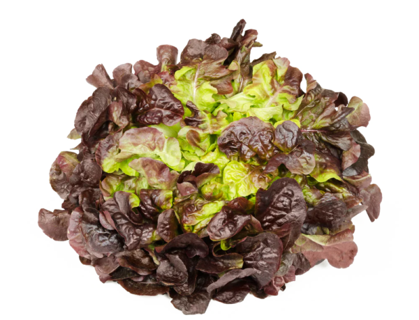 Tammelehtisalaatti